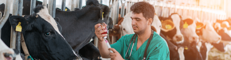Man doing injections to the cattle