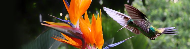 Hummingbird flying at a strelitzia flower