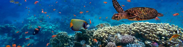 Coral reef and its inhabitants